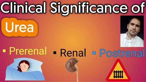 Clinical significance of Urea : Normal urea level .Causes for Increased and Decreased Urea ...