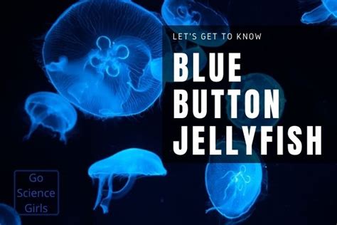 The Porpita Porpita : The "Blue Button" of the sea Is Not A Jellyfish