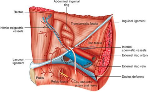 Obturator Hernia Anatomy