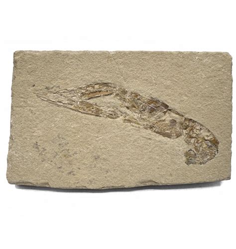 Fossils For Sale | Fossils-UK.com | Cretaceous Crayfish (Decapod) from ...