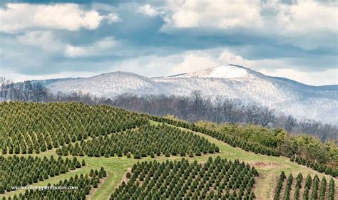 A Christmas Tree farm on highway 421 near Wilkesboro North Carolina. Christmas Tree Farm, Tree ...