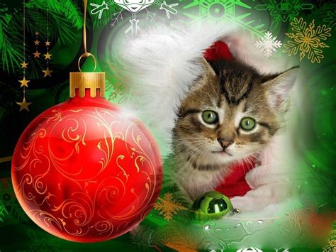 Christmas Kitten Wallpapers - Wallpaper Cave