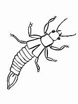 Silverfish Coloring Pages sketch template