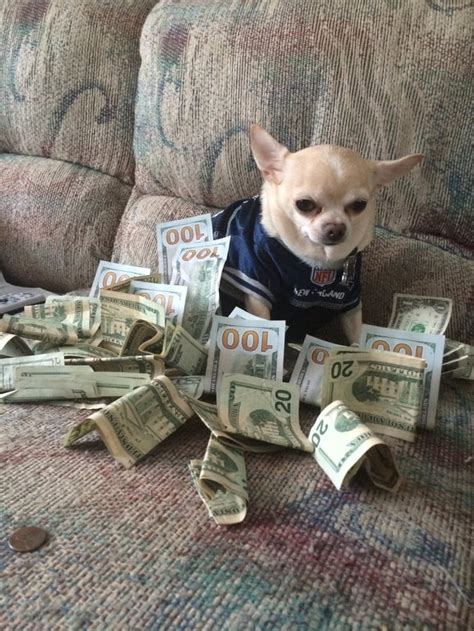 The money dog which comes once after 50k memes. Upvote and money ll ...