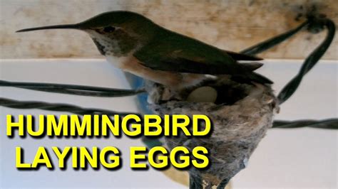 Watch Hummingbird Lay Two Eggs: Emerald is Back! - YouTube