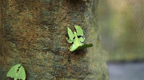 Leaf Insect the Green Phylliidae Sticking Under a Leaf and Well Camouflaged and Themes Towards ...