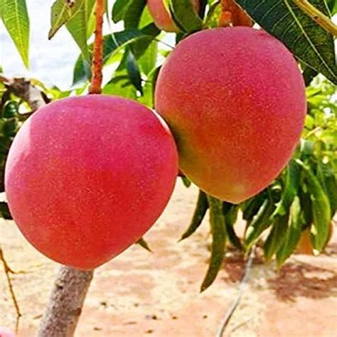 Aliveplant - Nursery For All Tree Lovers - Miyazaki Mango (Grafted)