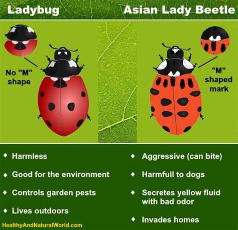 Types of Ladybugs: Classification, Asian Lady Beetle Vs. Ladybug