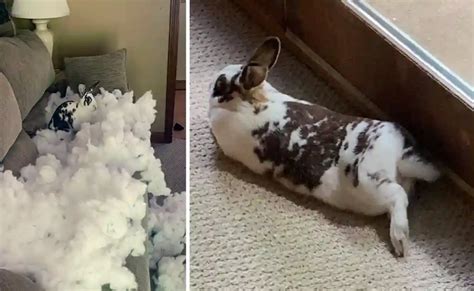 How To Stop Your Bunny Chewing Your Couch - Bunnyproof