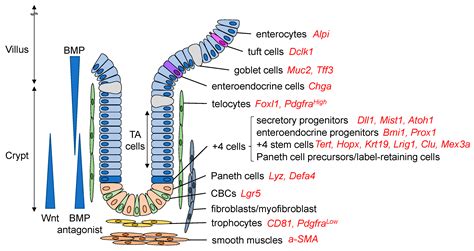 IJMS | Free Full-Text | Plasticity of Intestinal Epithelium: Stem Cell Niches and Regulatory Signals