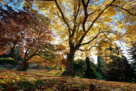 Autumn in Hobart botanical gardens : r/australia