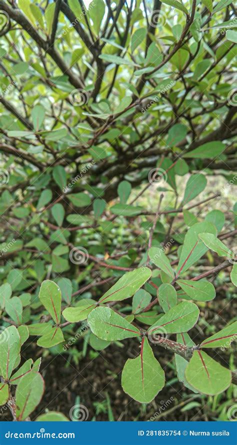 Bucida Buceras is a Tree in the Combretaceae Family Stock Photo - Image of berry, herb: 281835754