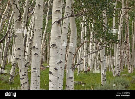 Pando, clonal colony of Quaking Aspen trees, Populus tremuloides ...