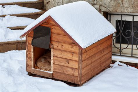 Is A Heated Insulated Dog House Necessary For Winter? - Dr. Marty Pets