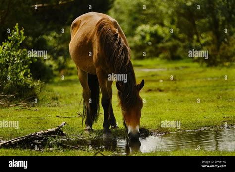 Wild horses at Sutton Park Uk Stock Photo - Alamy