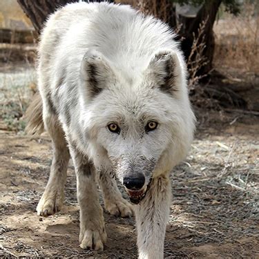 Nymeria | Wild Spirit Wolf Sanctuary