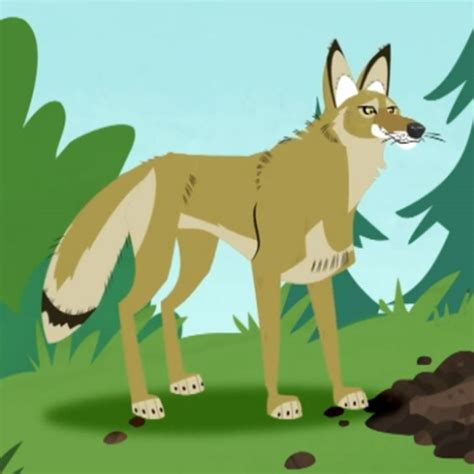 Coyote | Wild kratts, African wild dog, African bush elephant