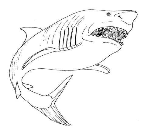 Shark Coloring Pages PDF Printable - Coloringfolder.com | Shark ...