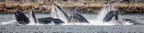 7 Stunning Whale Watching Spots to Explore in Alaska | Worldwide Boat