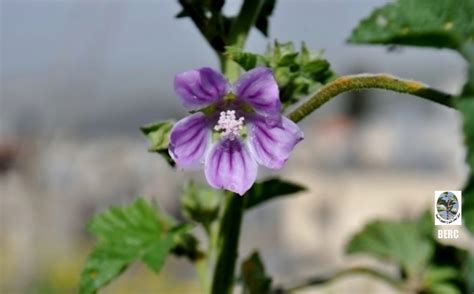 Malva sylvestris - medicinal and other uses