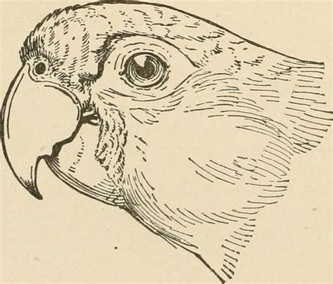 Image from page 185 of "The birds of the West Indies. Incl… | Flickr