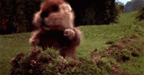 Gopher Caddy Shack GIF - Gopher CaddyShack Dance - Discover & Share GIFs