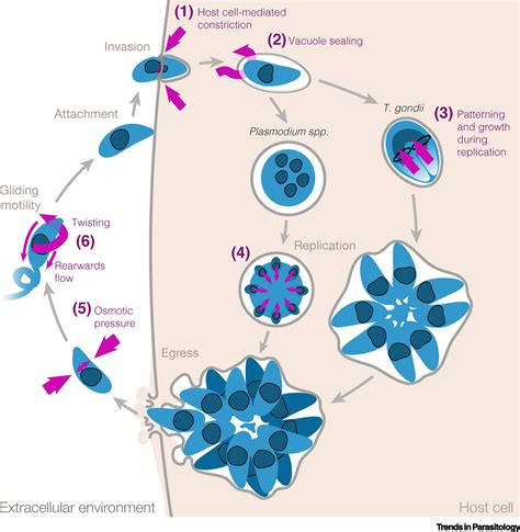 The Riveting Cellular Structures of Apicomplexan Parasites: Trends in ...