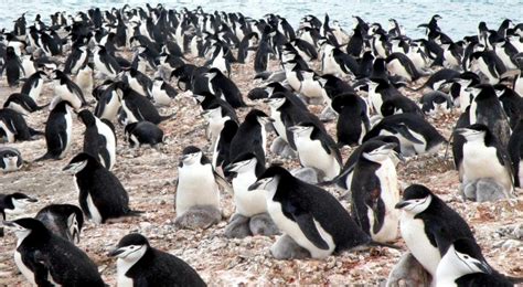 Chinstrap Penguin – "OCEAN TREASURES" Memorial Library