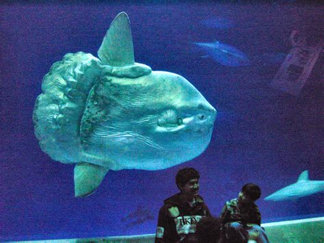 Record size bony fish found floating dead near Azores archipelago