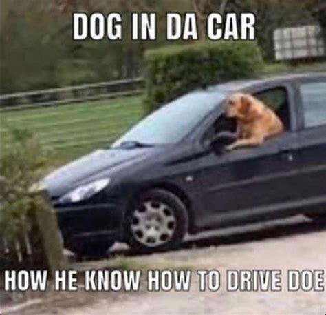 Dog in da car. : r/memes