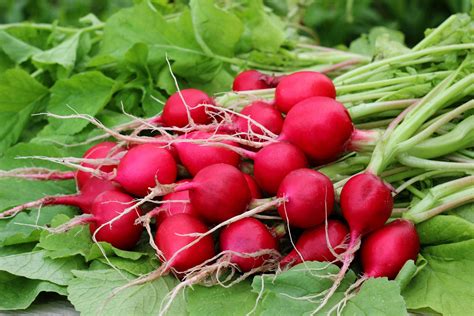 How Are Radishes Grown – Learn About Growing Radish Plants