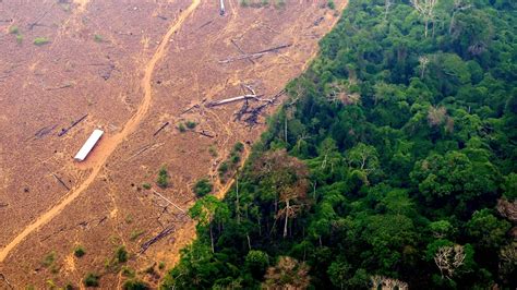 Deforestation Before And After Amazon Rainforest