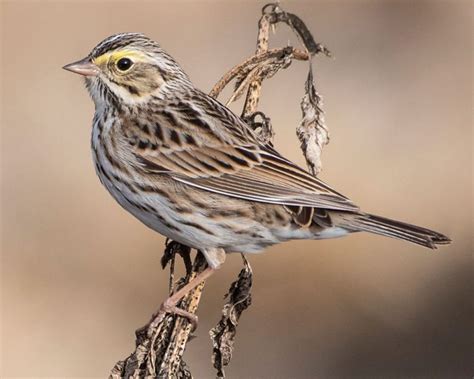 Learn How to ID These 5 Confusing Streaked Sparrows | Living Bird | All ...