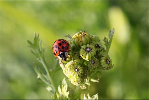 Invasive Ladybugs – Secrets Of Their Success – Wonderful-Insects