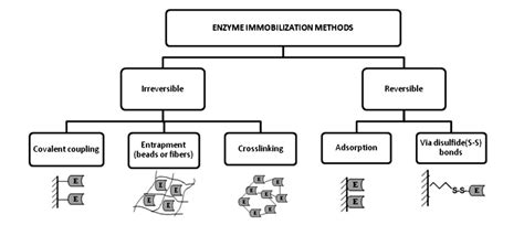 Enzyme Stabilization, enzyme formulation, stability test, enzyme aging, enzyme, immobilization