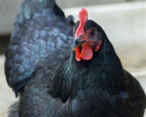 Jemma.... Black Jersey Giant hen | BackYard Chickens - Learn How to ...