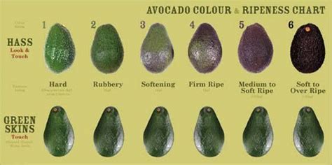 Avocado Ripening chart