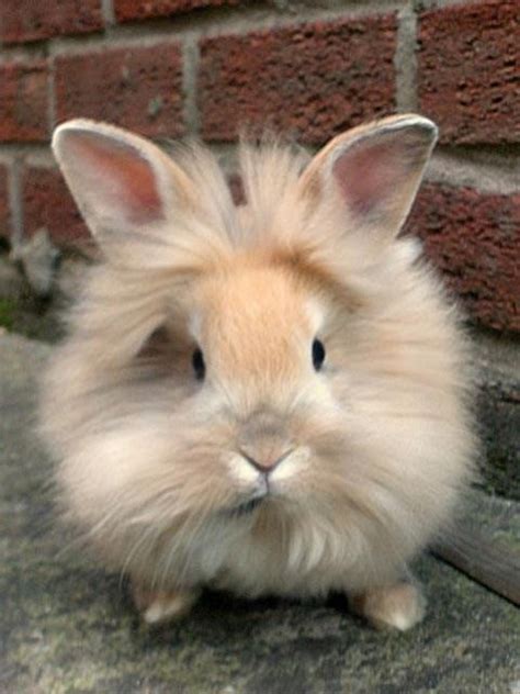 24 best images about Lapin nain / Dwarf rabbit on Pinterest | Satin ...