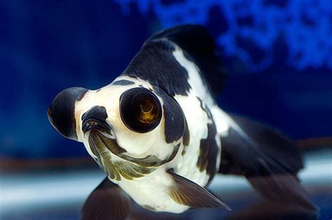 Gold Fish-Panda Telescope | Animals | Pinterest | My life, Goldfish and ...