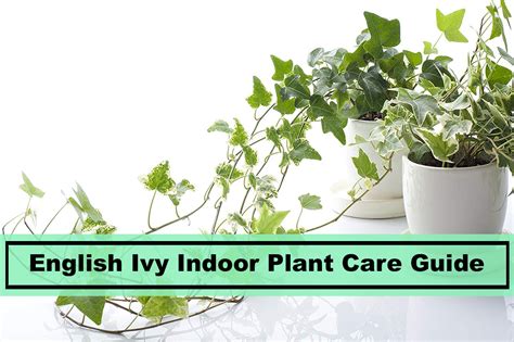 English Ivy Plant: Tips to Remember for Indoor Houseplant Care - Plants Spark Joy