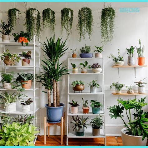 Indoor Hanging Plants for Home: Types, Display Ideas, and Benefits