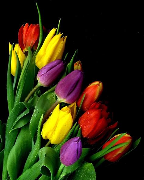 Rainbow Tulips | My love for All Tulip Colors | Pinterest