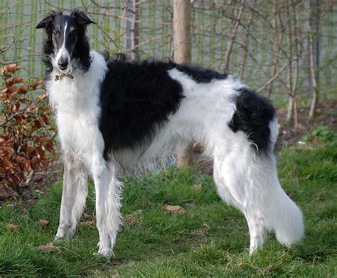 Borzoi Dog Info, Mixes, Temperament, Training, Puppies, Pictures