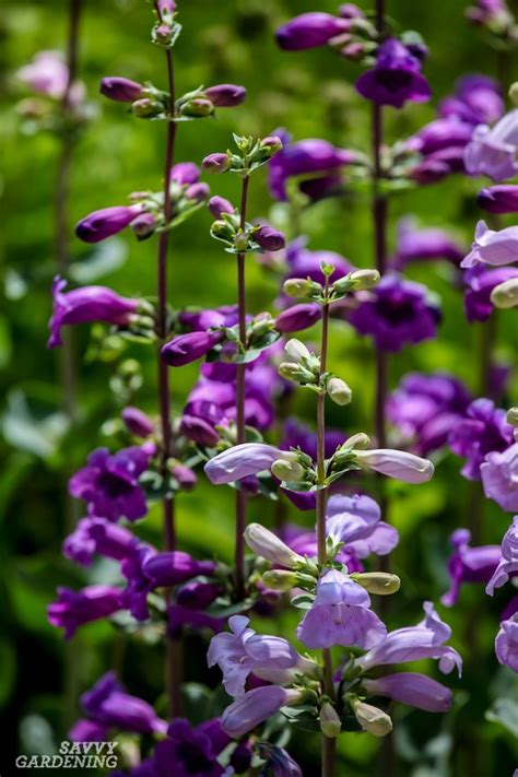 Green Fuzzy Plant With Purple Flowers : Mystery Small Purple Flowers ...