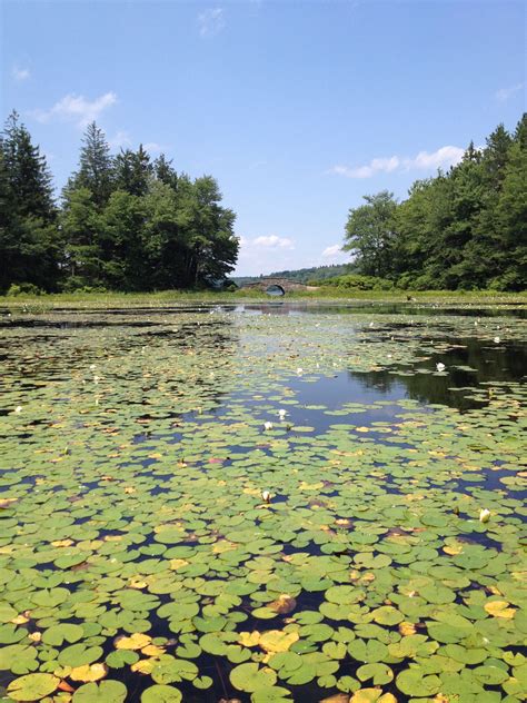 Canoeing around Conservation Island at Promised Land State Park in PA | State parks, Outdoor ...