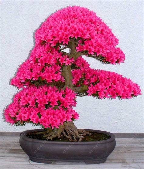 18 Different Sakura Japanese Cherry Bonsai Seeds 10pcs - Pure Bonsai