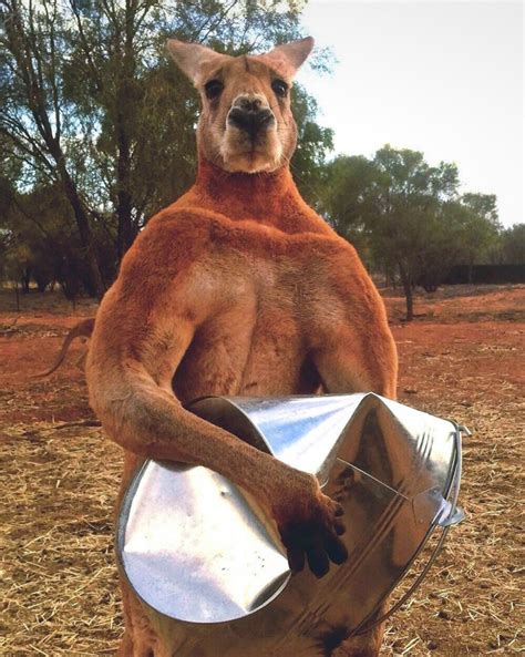 Roger, the internet's favorite buff kangaroo, has died