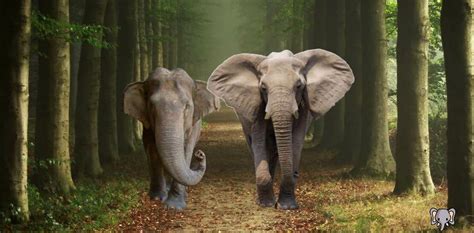 Elephant Species - The Elephant Guide