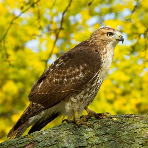 Red-Tailed Hawk - Covenant Wildlife