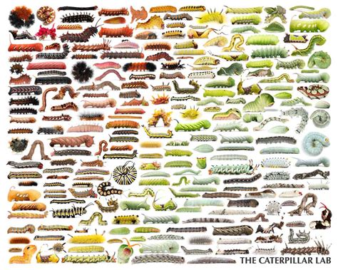 Free Printable Caterpillar Identification Charts [PDF]